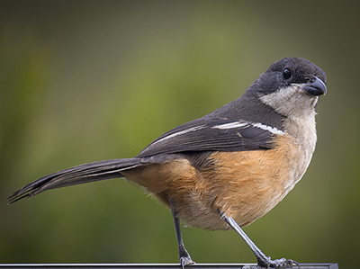 Bird 9